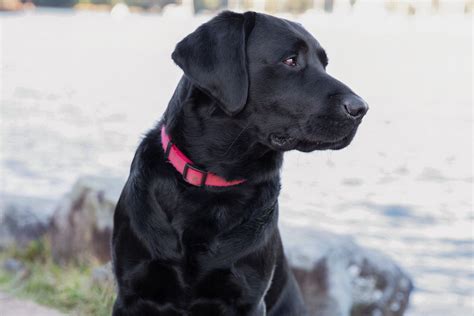 Black English Labrador Retriever