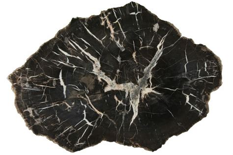 Black Forest Petrified Wood: