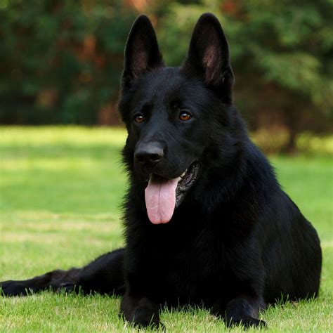 Black German Shepherd