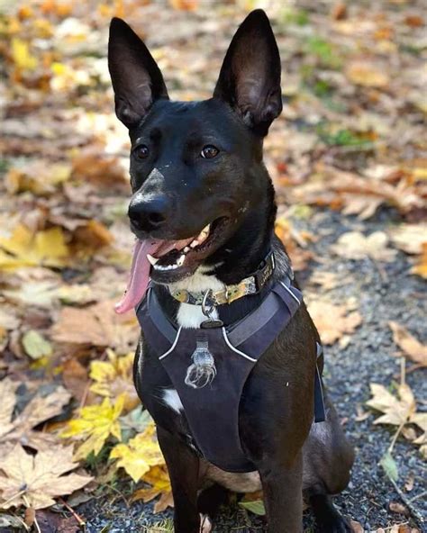 Black German Shepherd Pitbull Mix