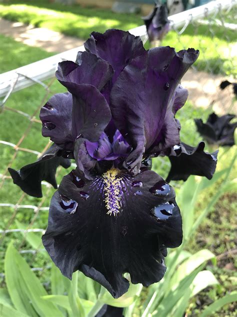 Black Iris PDF