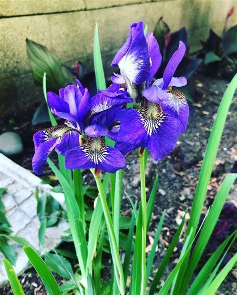 Black Iris Dekalb: A Comprehensive Guide to Cultivating this Elegant Flower