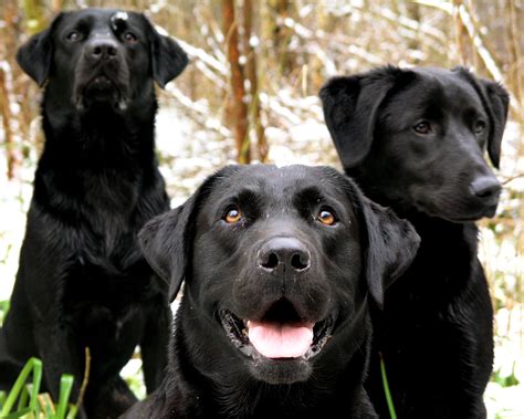 Black Labrador Retriever