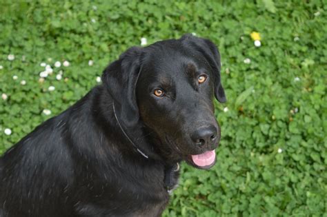 Black Labrador Retrievers: A Comprehensive Guide to the Breed's History, Characteristics, and Care