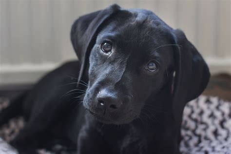 Black Labs