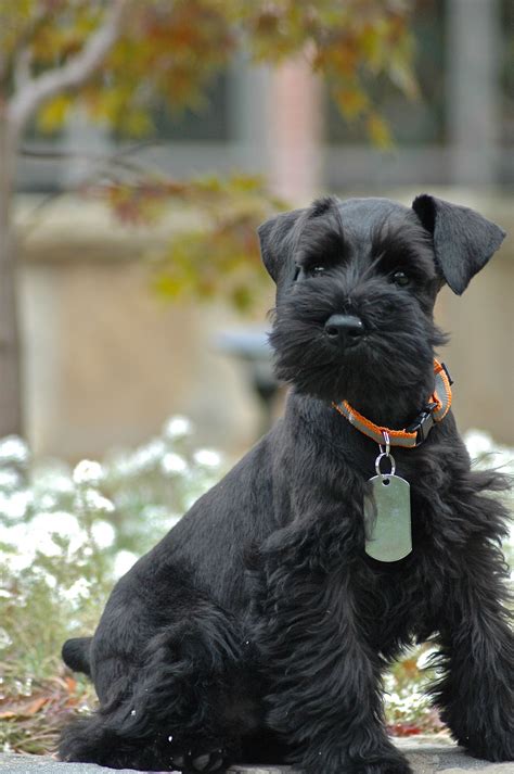 Black Mini Schnauzer