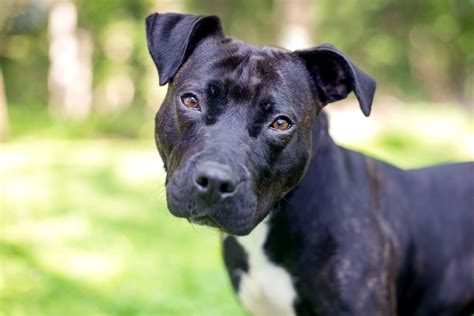 Black Pitbull Terrier