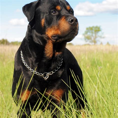 Black Rottweiler