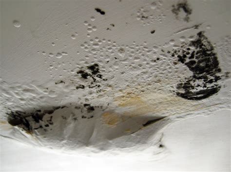 Black mold