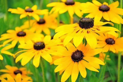 Black-Eyed Susan Reader