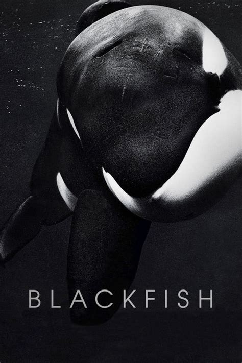 Blackfish Documentary Cast Diver: 10 Things You Might Not Know