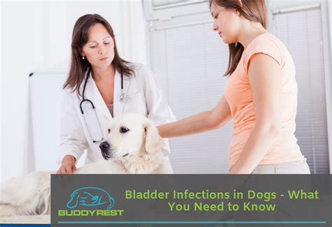 Bladder Infection in Dogs: How to Treat and Prevent (10,000 Characters)