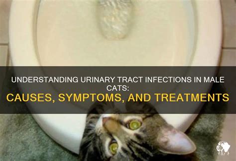 Bladder Infections in Male Cats: A Common and Painful Problem