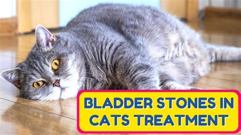 Bladder Stones in Cats: A Comprehensive Treatment Guide for 2023