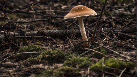 Blast to the Lonely Mushroom: Unravelling the Potential of an Unassuming Fungus