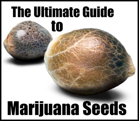 Blaze Brothers Seeds: The Ultimate Guide to 420-Friendly Genetics