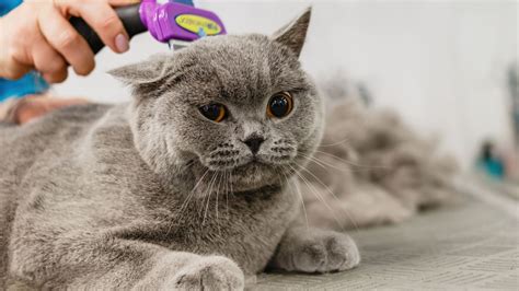 BlessKatty: A Comprehensive Guide to the Ultimate Cat Grooming Experience