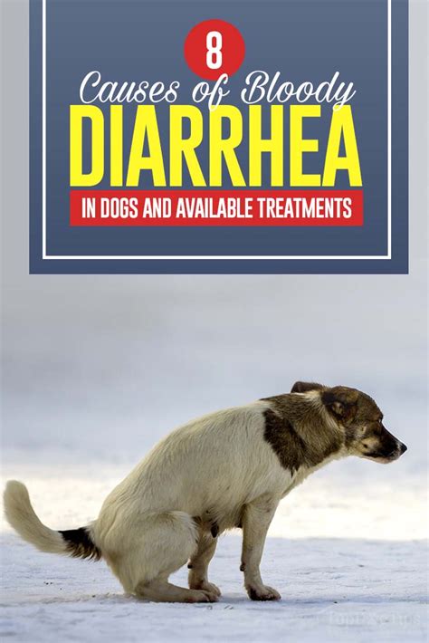 Blood After Diarrhea: A Canine Emergency