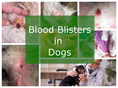 Blood Blisters on Dogs: An In-Depth Guide