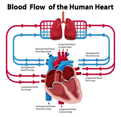 Blood Flow Chart Of The Heart