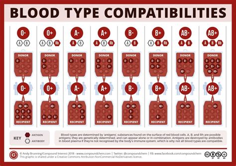 Blood Group Singapore: A Comprehensive Guide to Understanding Your Blood Type