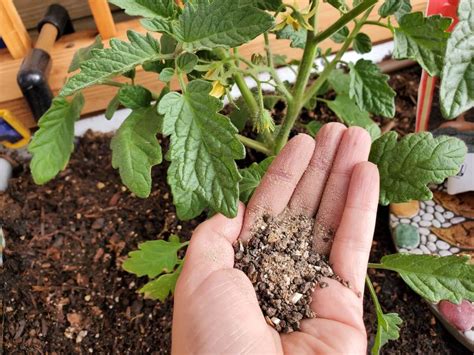 Blood and Bone Fertilizer: A 101 Guide to Enhancing Plant Growth with Organic Nutrients