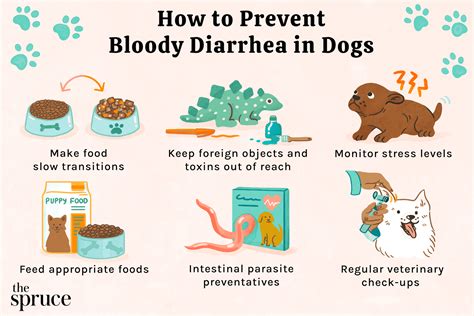 Blood and Diarrhea in Dog Stool: A Comprehensive Guide to Causes, Diagnosis, and Treatment