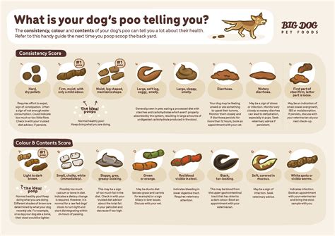 Blood and Loose Stool in Dogs: A Comprehensive Guide