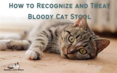 Blood in Cat Stool: A Tale of Two Kitties