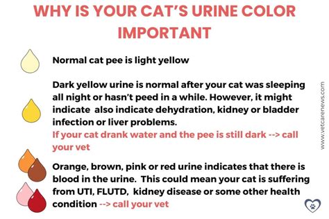 Blood in Male Cat Urine: A Comprehensive Guide