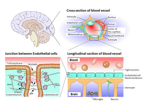 Blood-Brain Barrier Penetration: