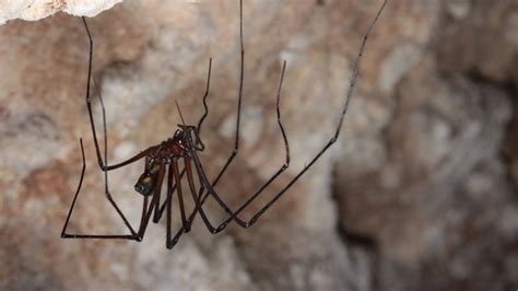 Bloodspider: The Spine-Tingling Arachnid that Defies Nature