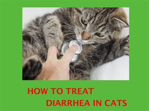 Bloody Diarrhea in Cats: A Guide to Causes, Treatment, and Prevention