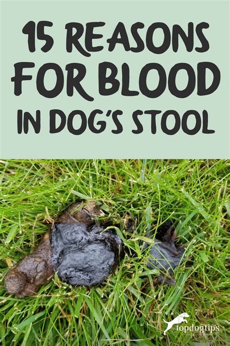 Bloody Dog Poop: A Comprehensive Guide to Causes, Treatment, and Prevention