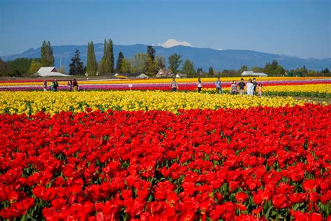 Bloomfield Tulip Farm: A Sea of Radiance in Passaic County