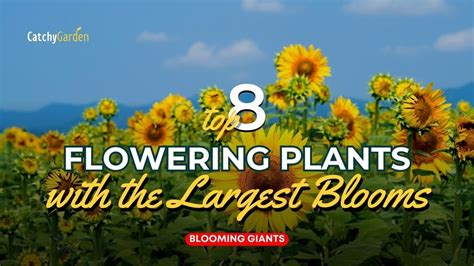 Blooming Giants: A Showcase of Nature's Ingenuity