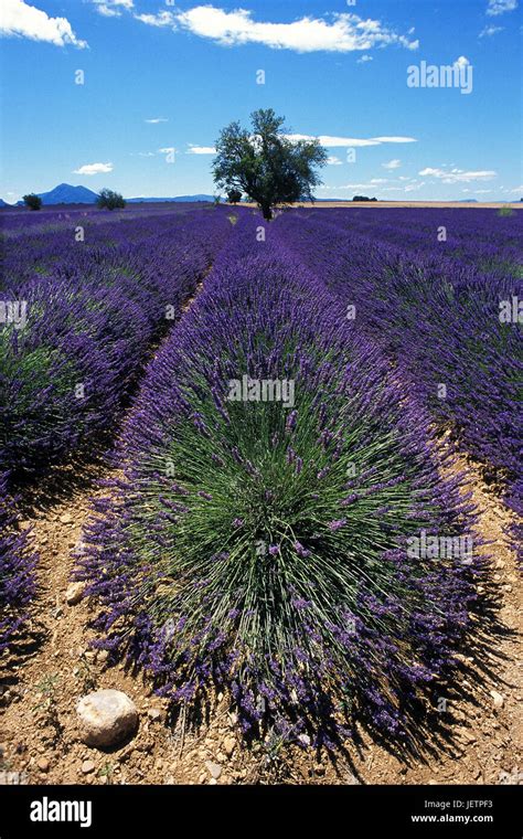 Blossoming in Provence Doc