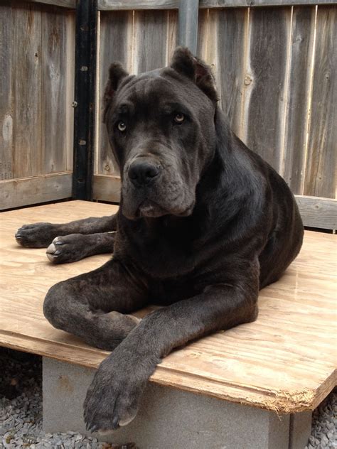 Blue Corso Mastiff