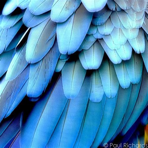Blue Feather and Other Stories Epub