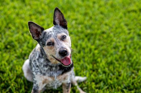 Blue Heeler: A Signature Shade