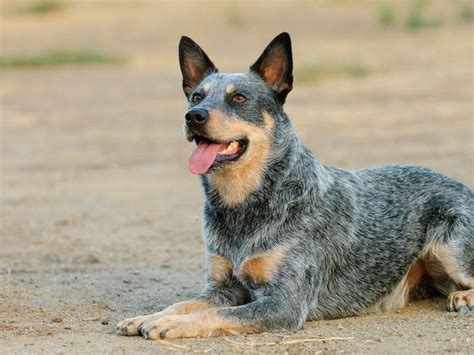 Blue Heelers: The Ultimate Guide to the Loyal, Intelligent Australian Cattle Dog