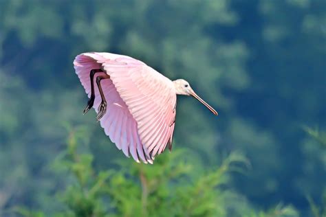 Blue Ibis: An Enchanting Bird of Wetlands and Coastal Regions