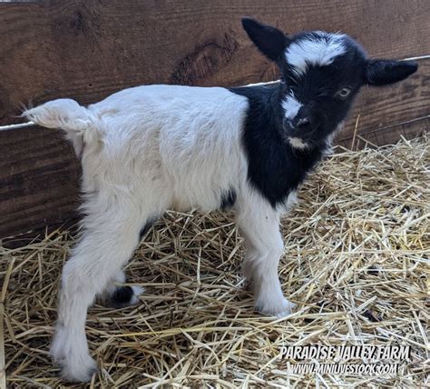 Blue Mini Silky Fainting Goats for Sale Near Austin, TX: Everything You Need to Know