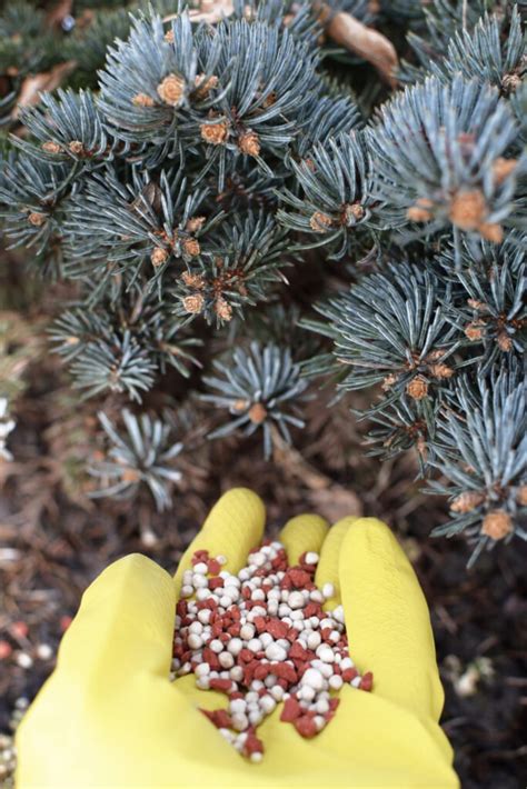 Blue Spruce Fertilization: 101