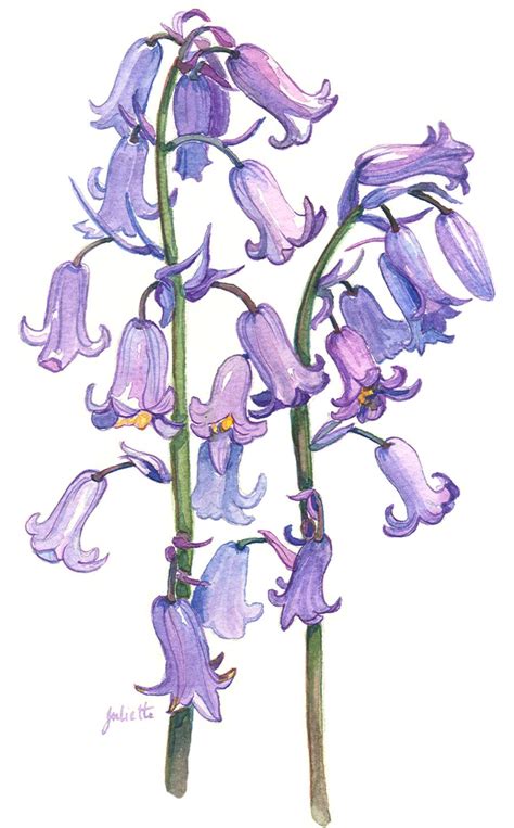 Bluebells Drawing