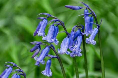 Bluebells-in-Disguise: 10,000+ Facts About the Secret Life of Bluebells