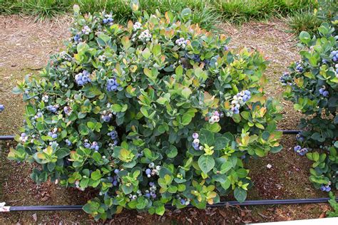 Blueberries: When, What, and How to Fertilize for Optimal Growth and Yield