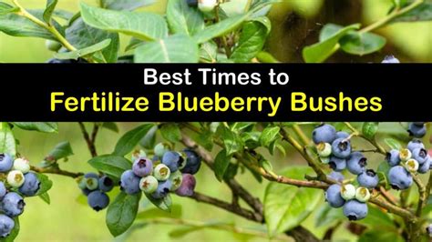 Blueberries When to Fertilize: A Guide to the Right Time