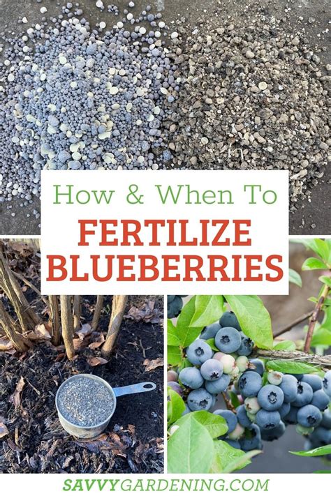 Blueberries When to Fertilize: The 10 Commandments