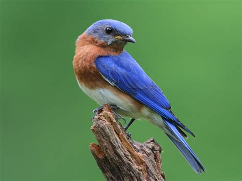 Bluebird PDF